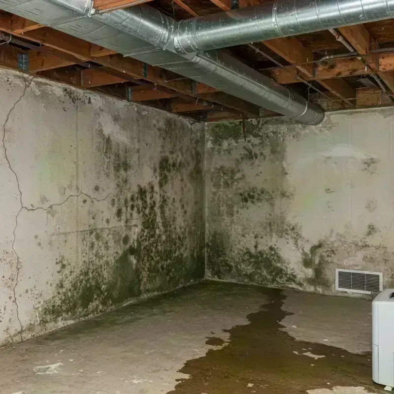 Professional Mold Removal in Cherryvale, KS